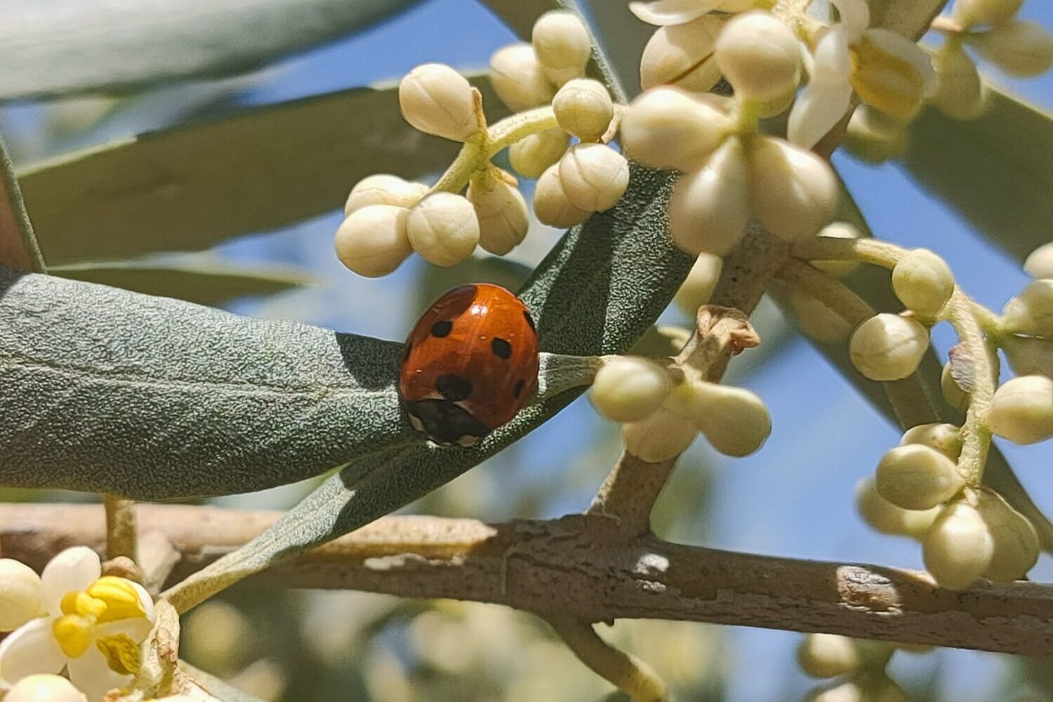 Mariquita-trama